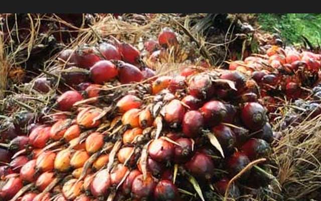 CPO Prices at Malaysia Exchange Drop by RM 84 per Ton on Monday Palmoilmagazine