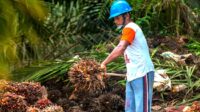 Promoting Palm Oil Plantation Governance in Indonesia through Self-Reporting via Siperibun Palm Oil Magazine