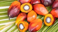 Former Village Head in Tanah Bumbu Accused of Manipulating Palm Oil Revenue_Muhammad Ridho Hardiansyah Palmoilmagazine