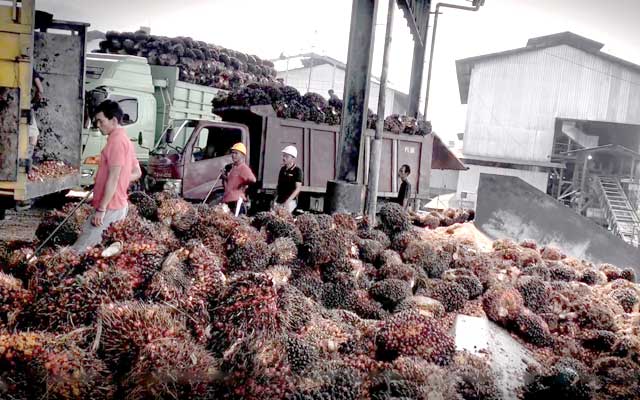 Palm Oil Downstream Program Boosts Smallholders Production and Drives Economic Growth Palm Oil Magazine