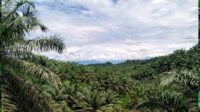 ISPO Implementation in Palm Oil Smallholders Still Considered Slow Palm Oil Magazine