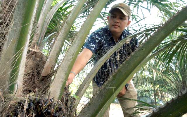 CPOPC Promotes Sustainable Practices Among Smallholders in Palm Oil Industry Palm Oil Magazine