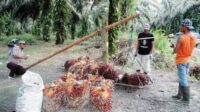 Koalisi Transisi Bersih: Palm Oil Funds Should Subsidize Smallholders, Not Corporations Palm Oil Magazine