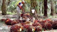 Independent FFB Price in Riau for the Period of September 27 to October 3, 2023 Palm Oil Magazine