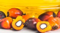Solidaridad and CPOPC Collaborate to Promote Smallholders Supply Chain Access to the European Union Palm Oil Magazine