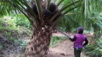 Ombudsman of Indonesia Calls for Legal Certainty in Palm Oil Sector, Especially for Independent Smallholders palm oil magazine