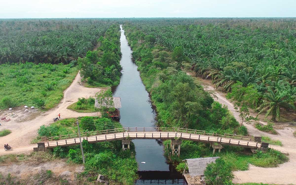 Bengkulu Discusses Palm Oil Profit Sharing in 2023: Insights into Smallholder Data Revealed palm oil magaz