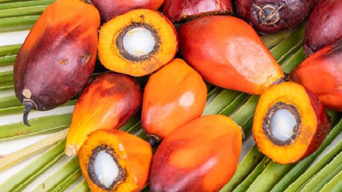 CPO Price at KPBN Inacom Declined on Monday (13/5), While in Malaysian Exchange Increased palm oil magazine