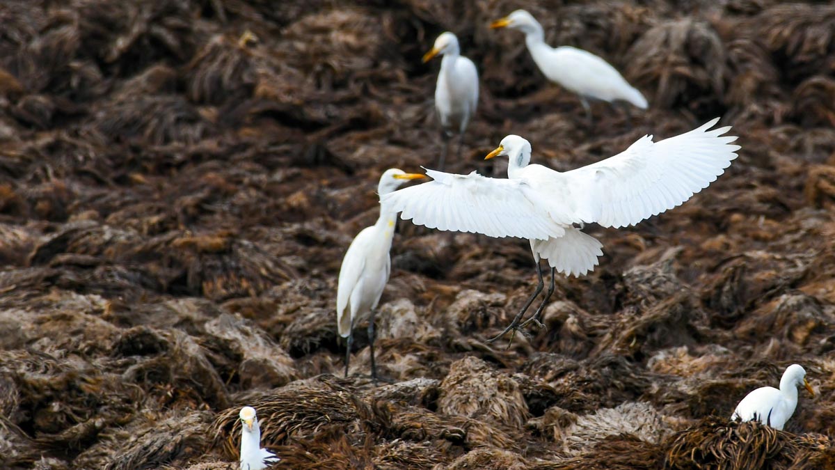 IPOA Central Sulawesi Proposes Using Empty Fruit Bunches as Organic Fertilizer to Boost Palm Oil Plantation Productivity palm oil magazine