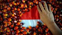 Aligning Palm Oil Production: Government Policies Needed for Food and Energy Balance palm oil magazine