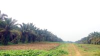 Thousands of Hectares Abandoned in Aceh: Smallholders Urge Revocation of Business Rights and Land Transfer palm oil magazine