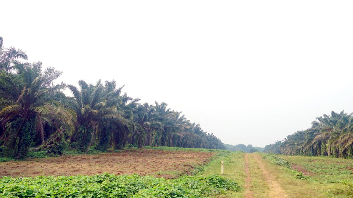 Thousands of Hectares Abandoned in Aceh: Smallholders Urge Revocation of Business Rights and Land Transfer palm oil magazine