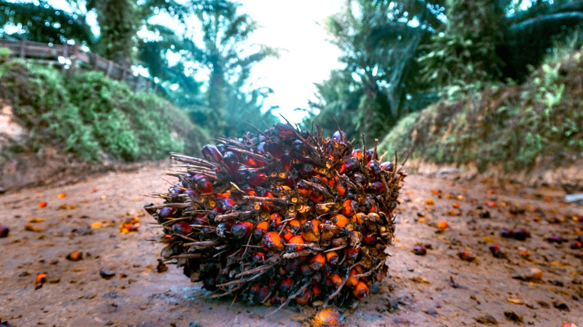 Padanglawas Smallholders Struggle with Low Productivity: SRP Socialization Highlights Challenges and Solutions palm oil magazine