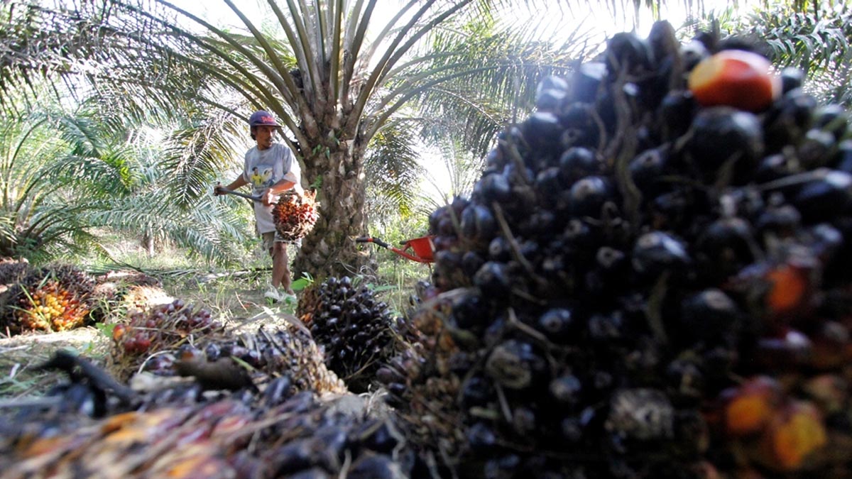 Palm Oil Magazine