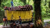 Plasma Smallholders' FFB Price in Riau Increases by IDR 15.94/Kg in the Period of September 11-17, 2024 Palm Oil Magazine
