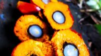 Malaysian Allocates RM10 Million to Improve Palm Oil Perception in the EU Palm Oil Magazine