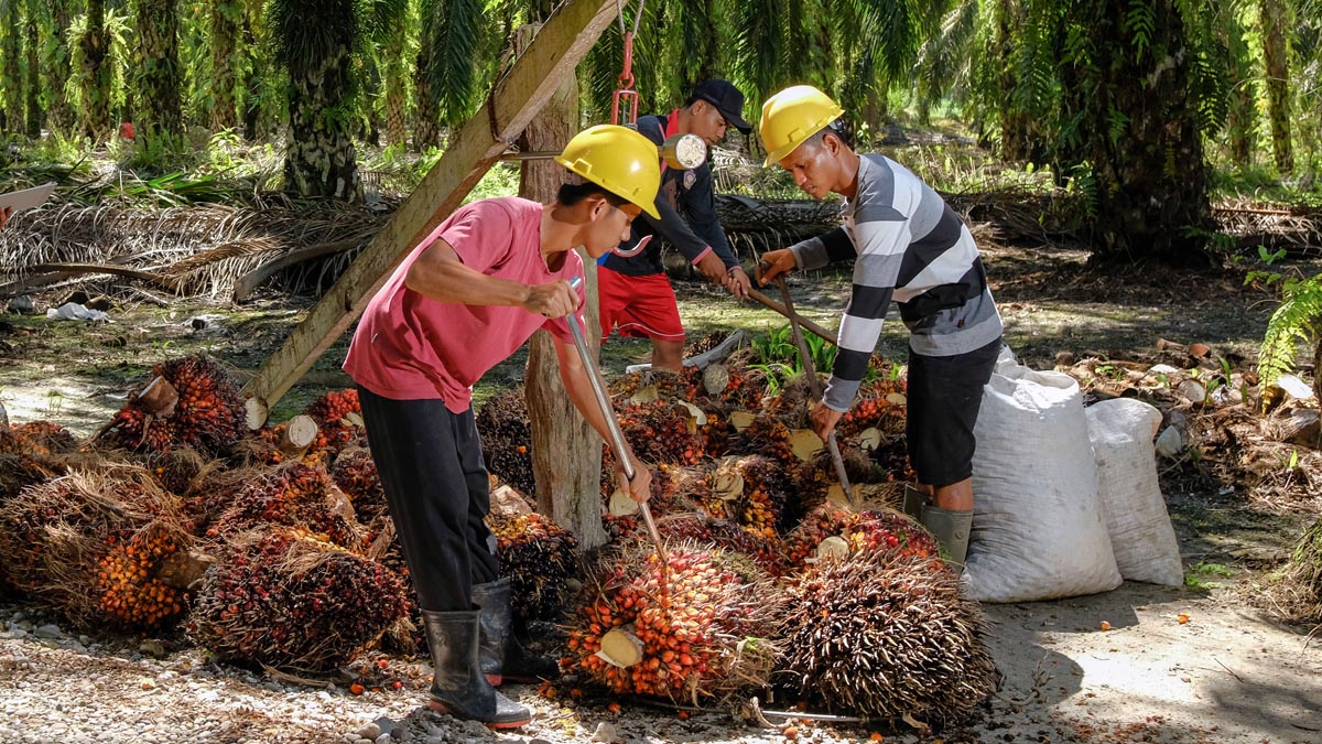 Jambi’s Palm Oil FFB Prices Dip in Mid-June 2025, Now at Rp3,223.91/kg Palm Oil Magazine