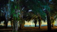 Restorative Solutions for Tesso Nilo National Park Area Palm Oil Magazine