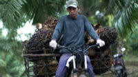 Jambi’s FFB Prices Edge Up Slightly for June 27 – July 3, 2025 Palm Oil Magazine