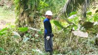 HCV Areas: Climate Shield and Biodiversity Investment for Independent Palm Farmers Palm Oil Magazine