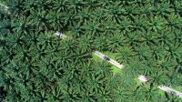 WALHI Raises Concerns Over New Presidential Task Force Palm Oil Magazine