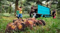 Palm Oil Magazine