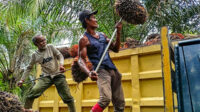 Palm Oil Magazine