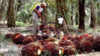 Palm Oil Magazine
