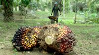 Palm Oil Magazine