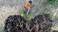 Palm Oil Magazine