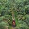 Palm Oil Magazine