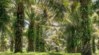 Palm Oil Magazine