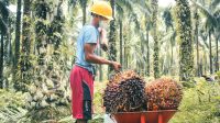 Palm Oil Magazine