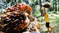 Palm Oil Magazine