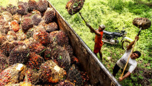 Palm Oil Magazine, FFB Price