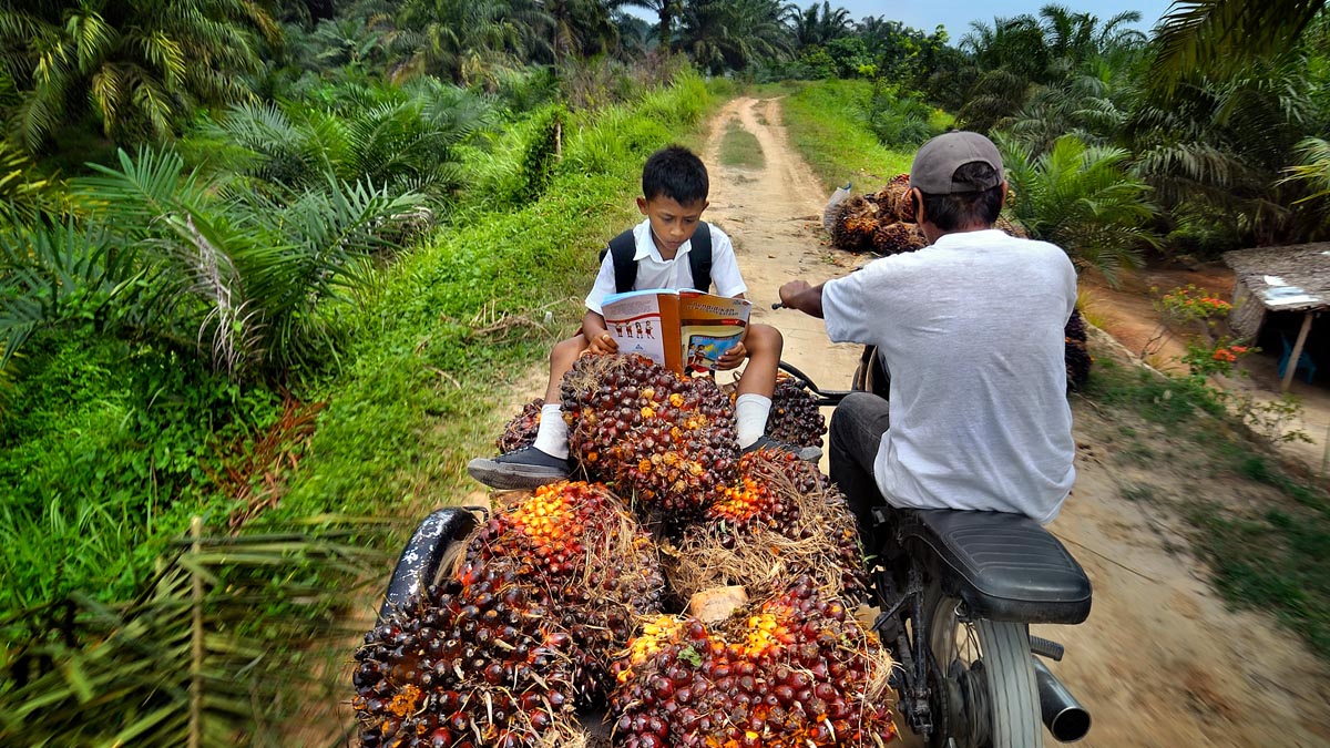 Riau’s Independent Smallholder FFB Prices Decline by IDR 117.82 per Kg for November 5–11, 2025 Palm Oil Magazine