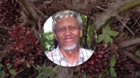 Low Palm Oil Productivity: Time for Government Intervention through Fertilizer Subsidies and Root Technology Palm Oil Magazine