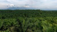 PUSTAKA ALAM Warns of Wrongful Land Reclamation: Over 600,000 Hectares of Smallholder Oil Palm Plantations at Risk Palm Oil Magazine
